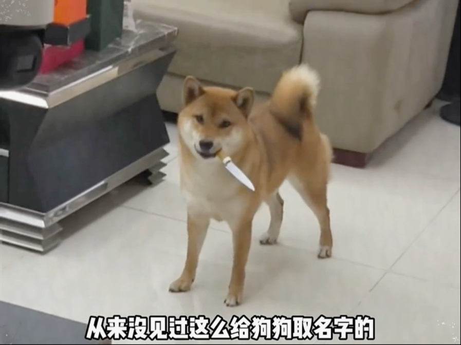 ＃萌宠解说 ＃萌宠成精了