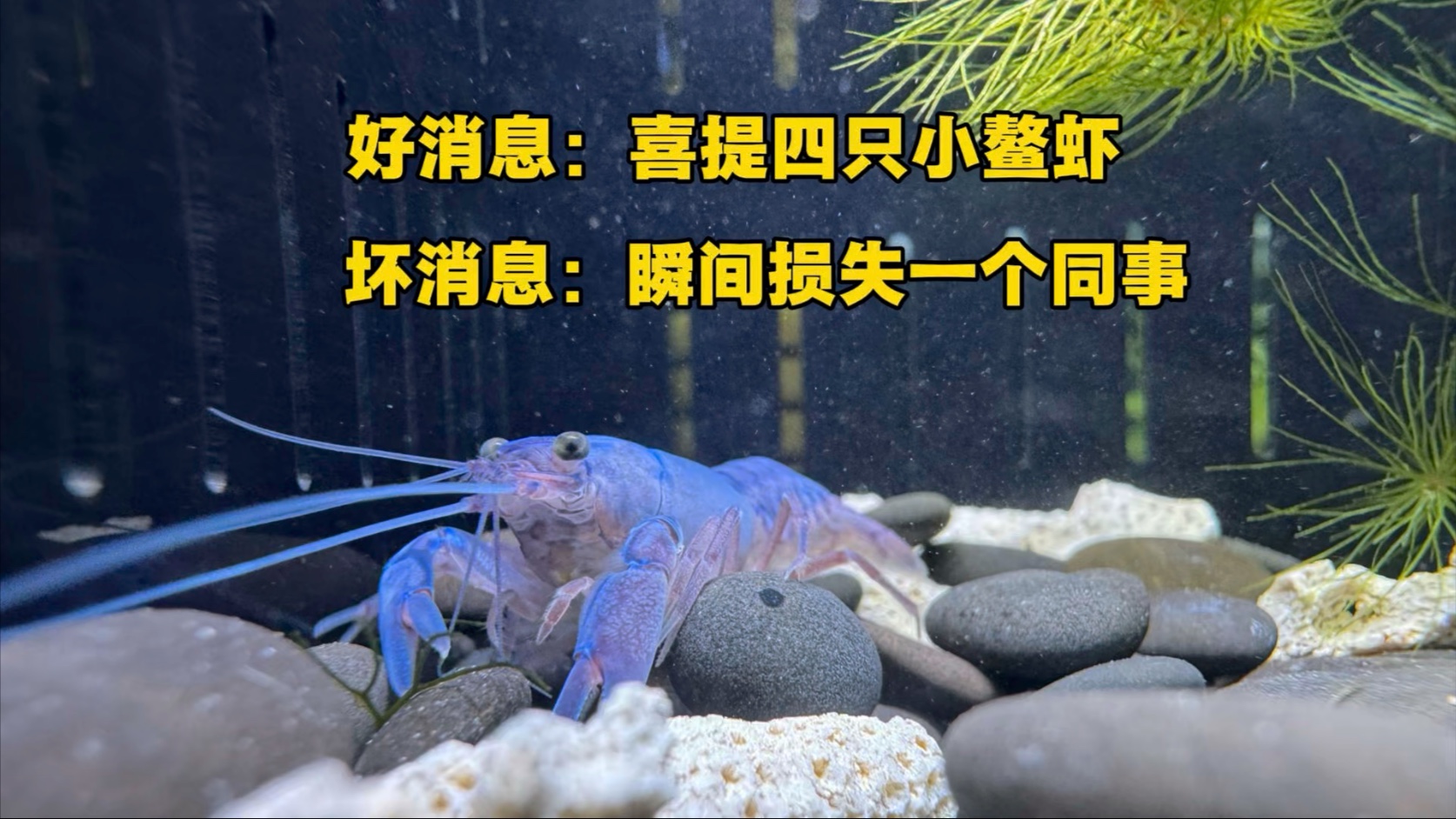 好消息：喜提四只小鳌虾，坏消息：瞬间损失一个同事