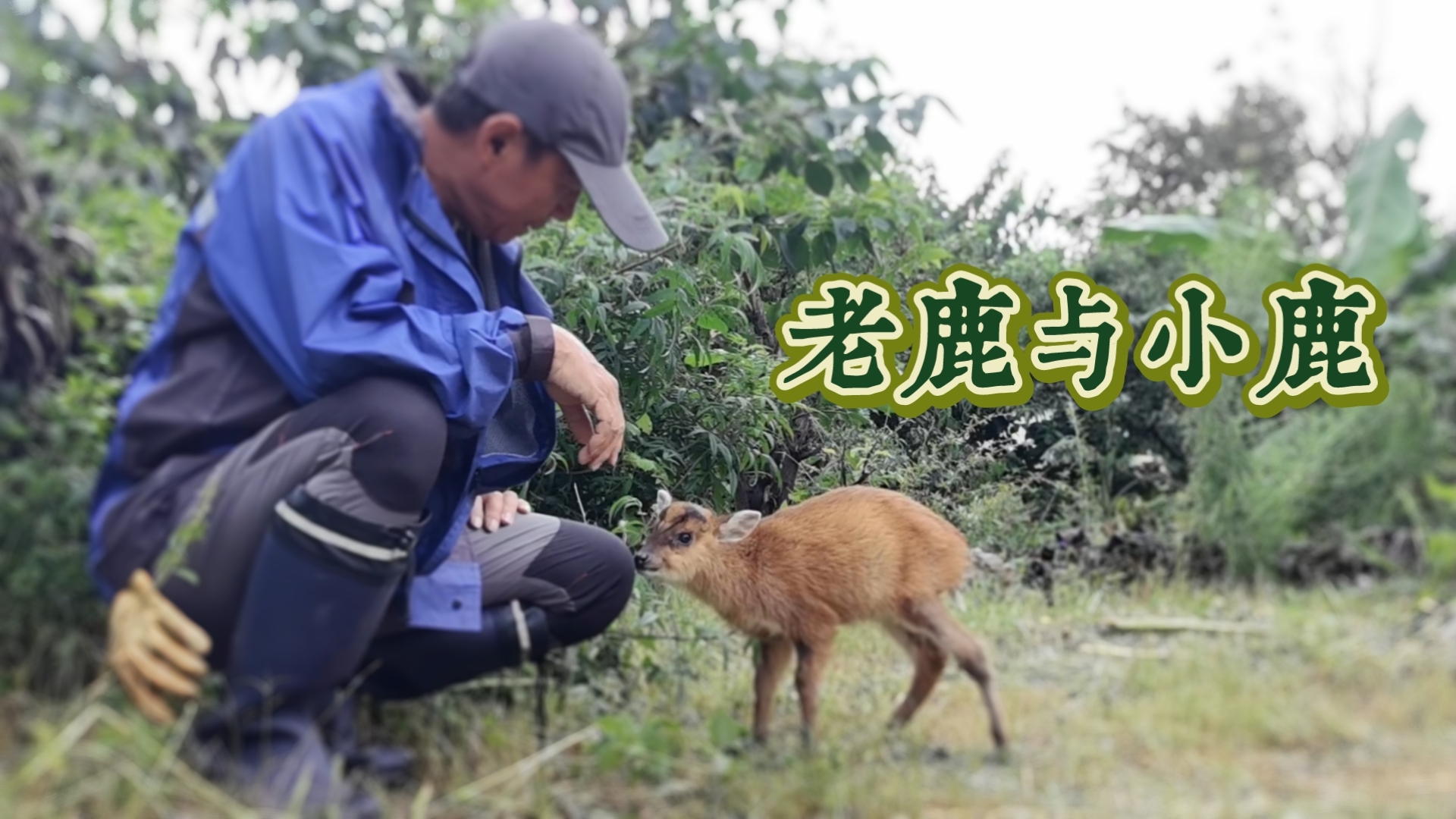 【赤麂】老鹿与小鹿：骨折病友的夏日约定