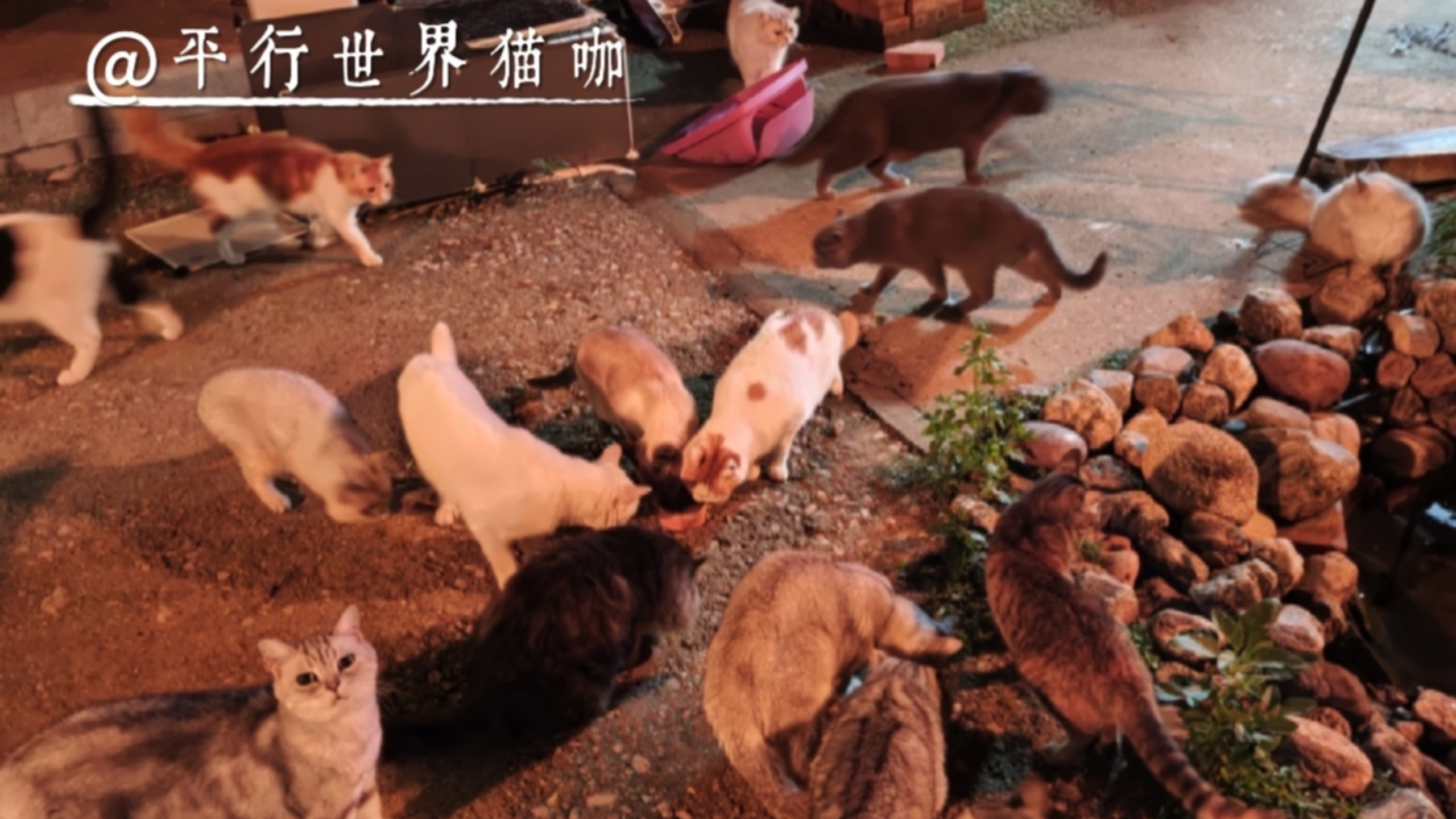 我好像夜闯到流浪猫的大本营里去了