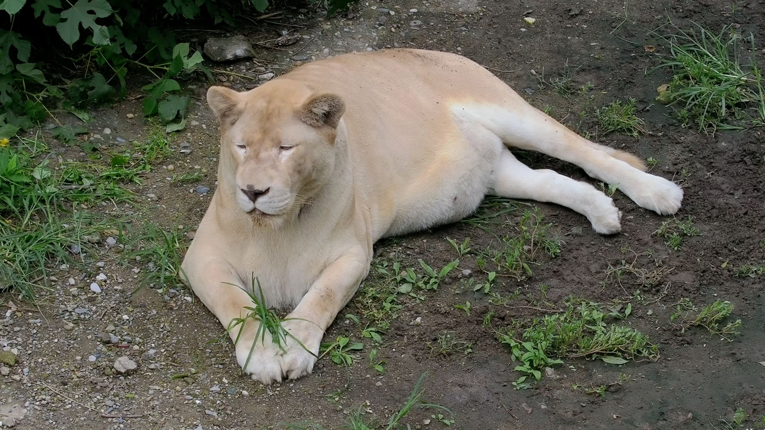 北京动物园白狮奶奶卡丹“握草”20250829
