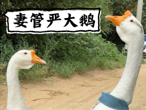 让大鹅醒窝，带它出来多逛逛。铁锅现在被三姨太治成妻管严了。