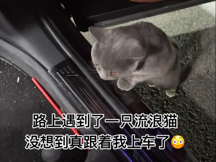 晚上遇到一只流浪猫，它应该说被主人抛弃的吧，可怜的它，内心也一