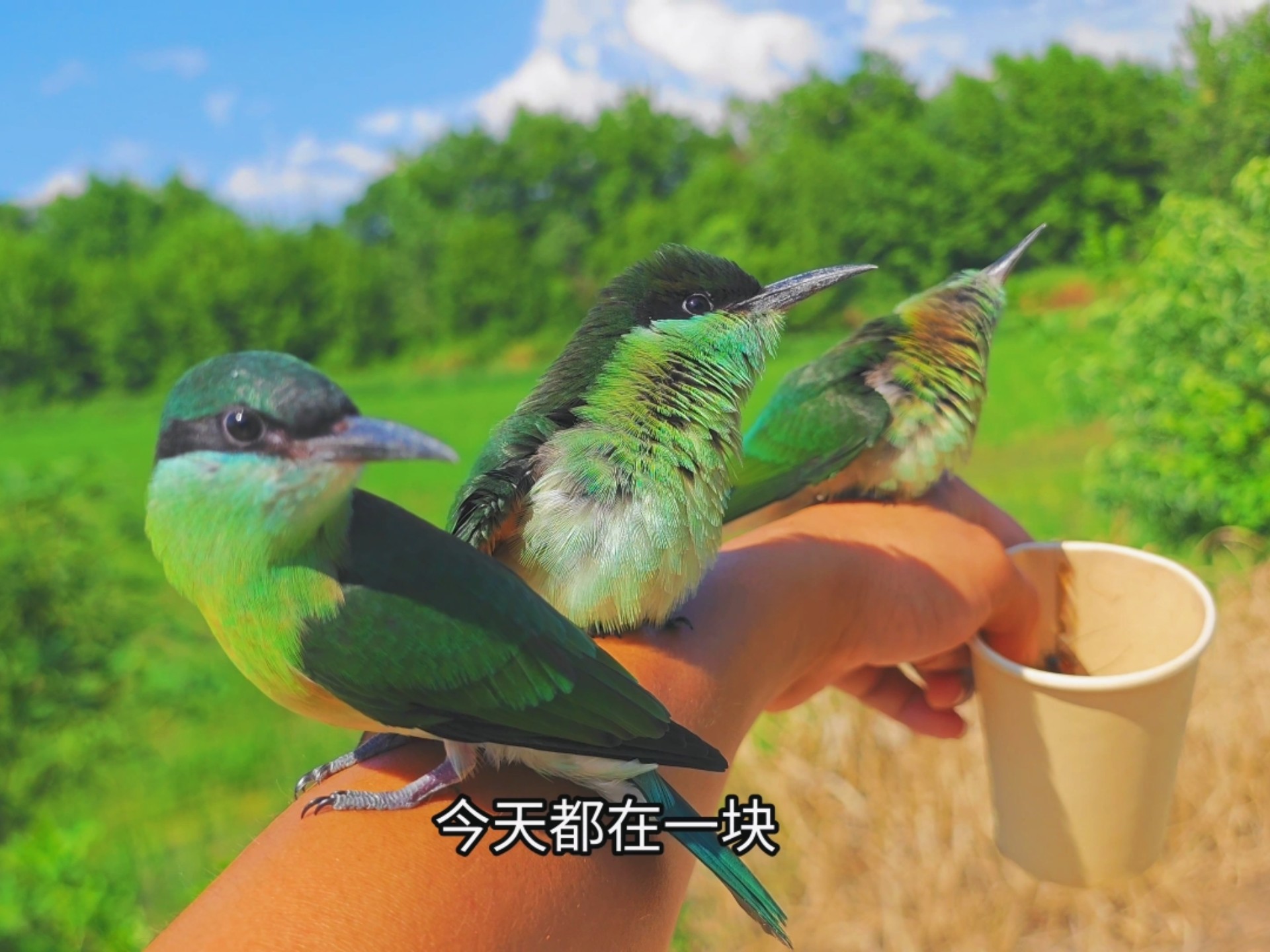 这一批小蜂虎鸟提前野化成功了，有缘再见了！