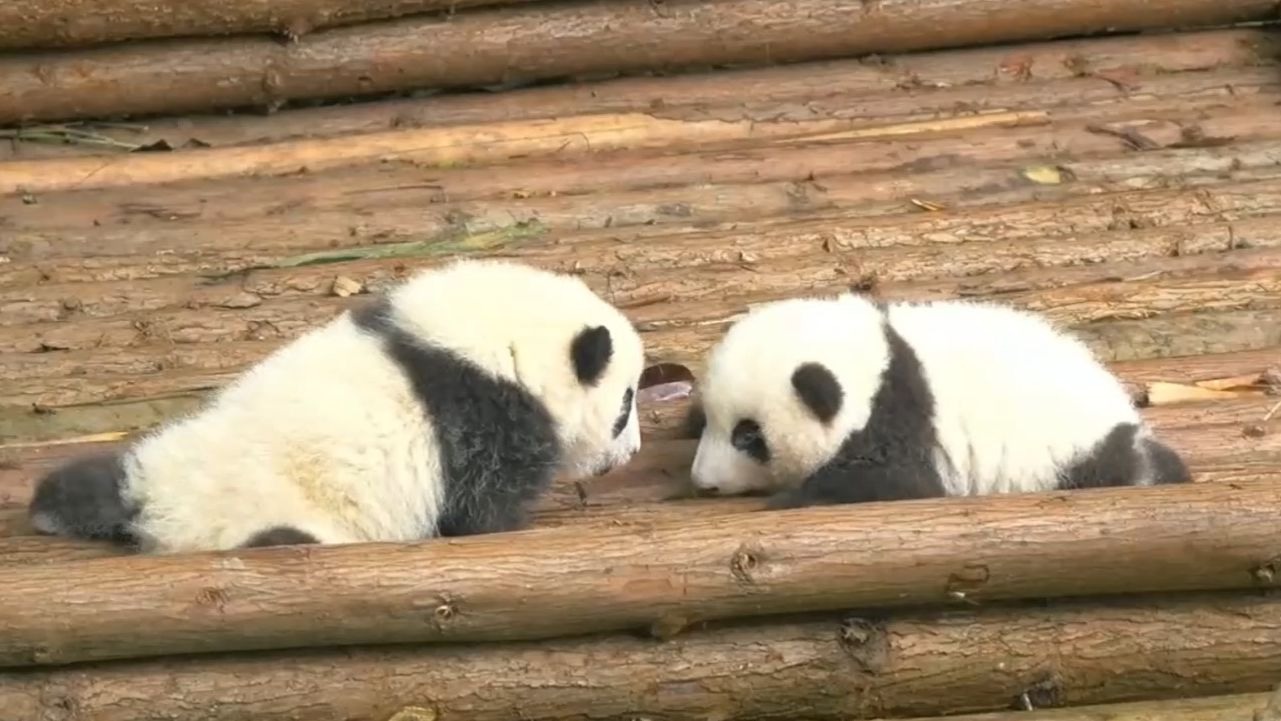 7.31 2020年11月4日 4个月大的糯米团花叶和月嫂玖玖【pandap