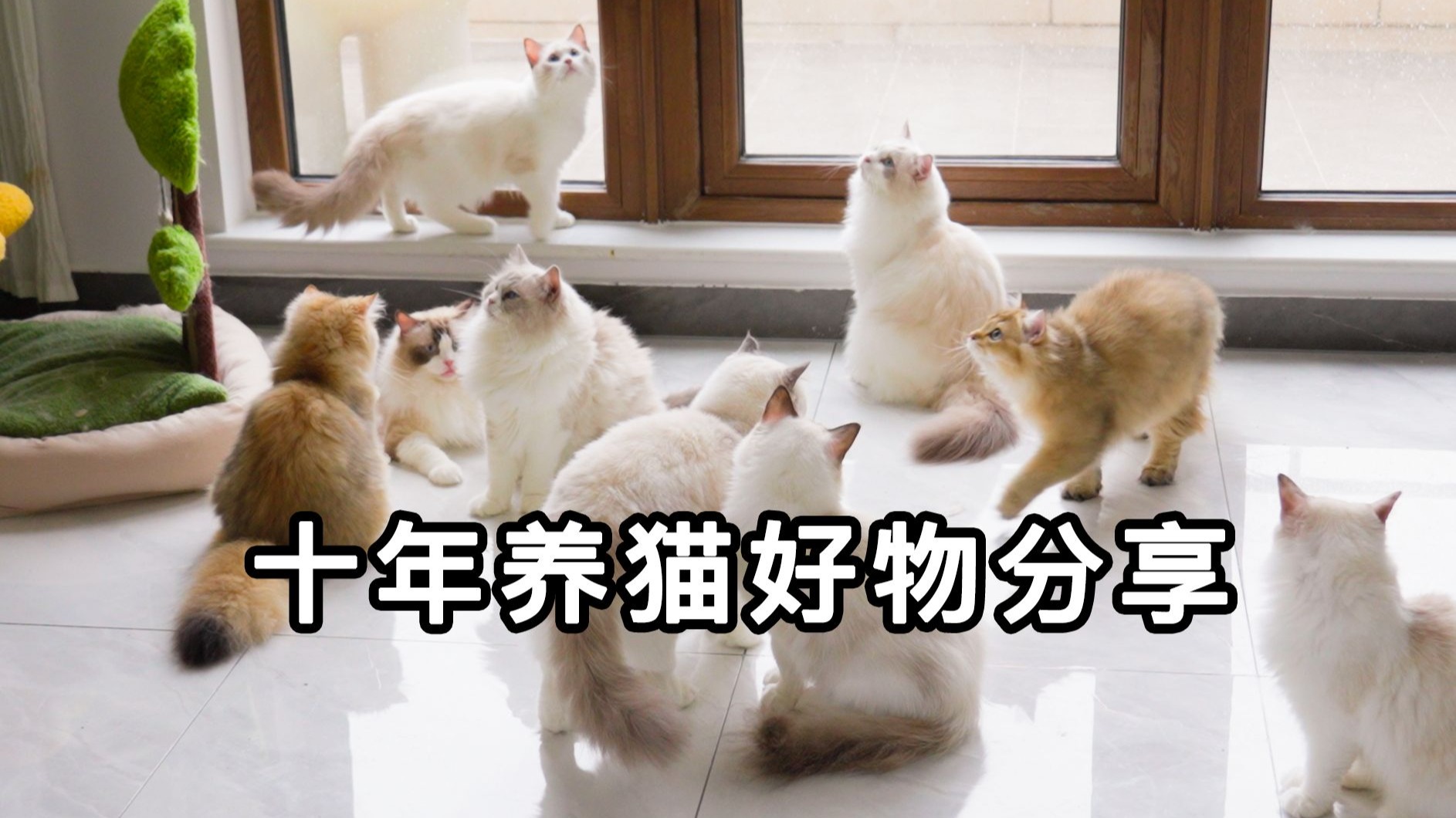 布偶猫舍分享新手养猫指南