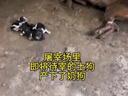 狗肉屠宰场现状的狗狗