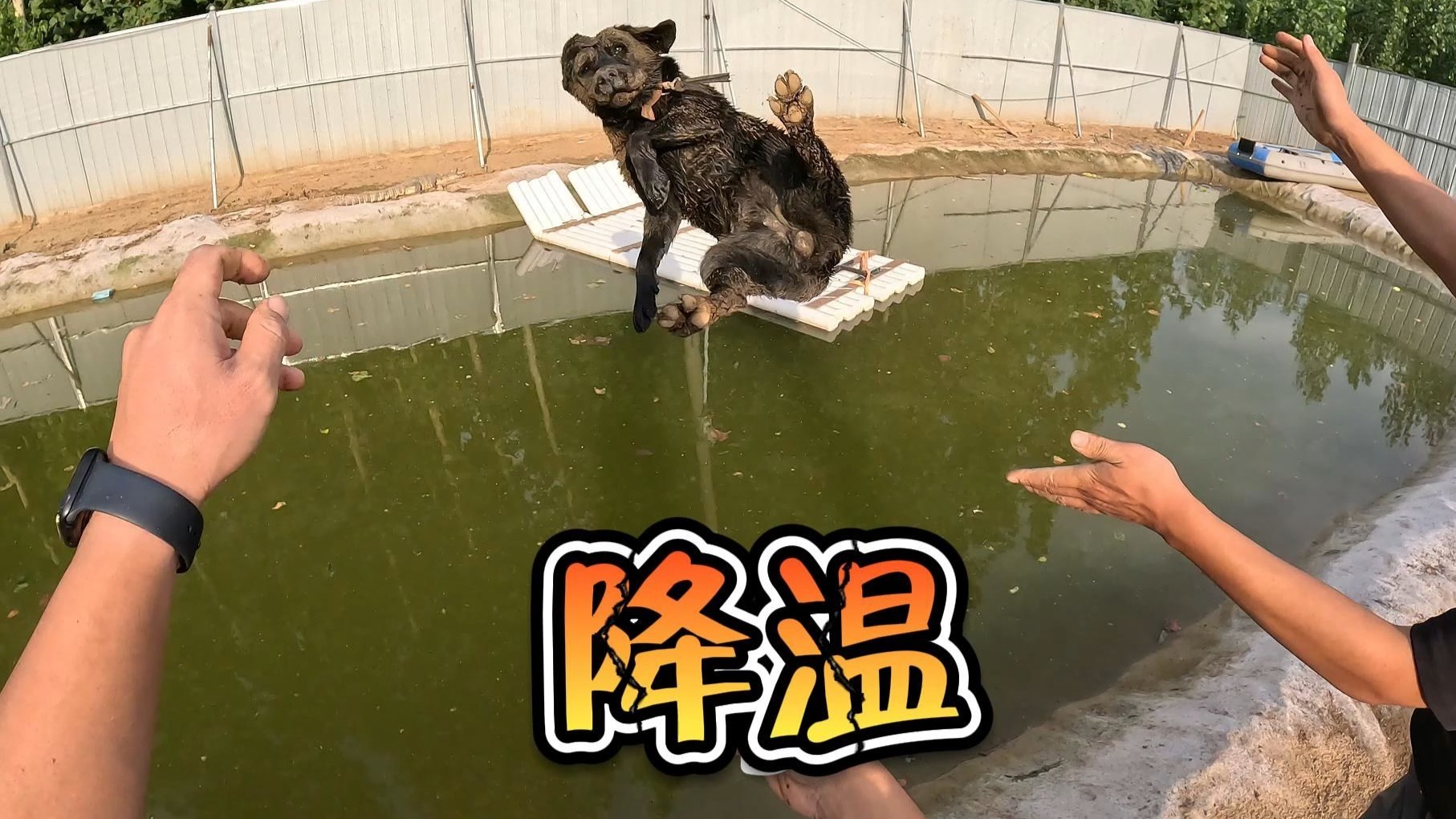 现在天太热了，给院里动物降个温！