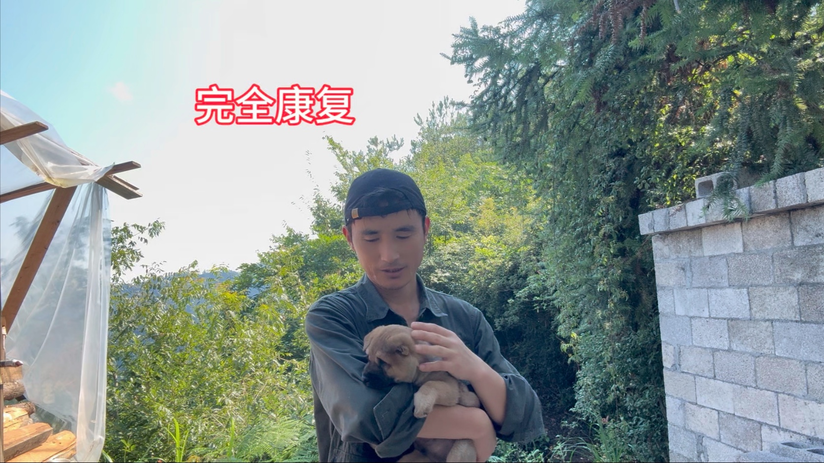 经过7天的努力，狗宝宝眼睛已完全康复，并开始正常进食了