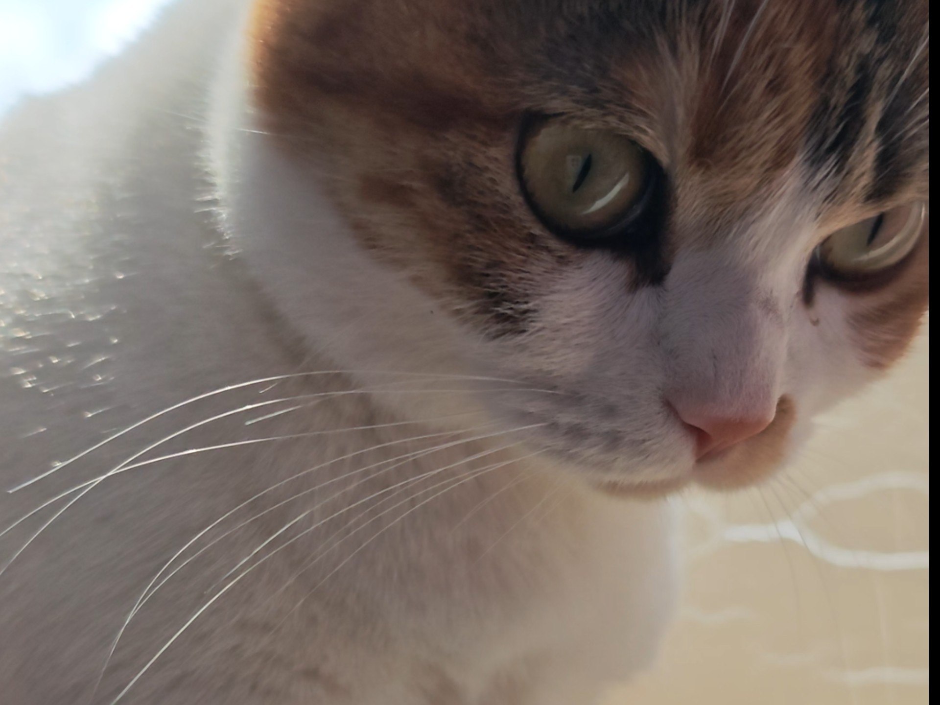 大胃袋