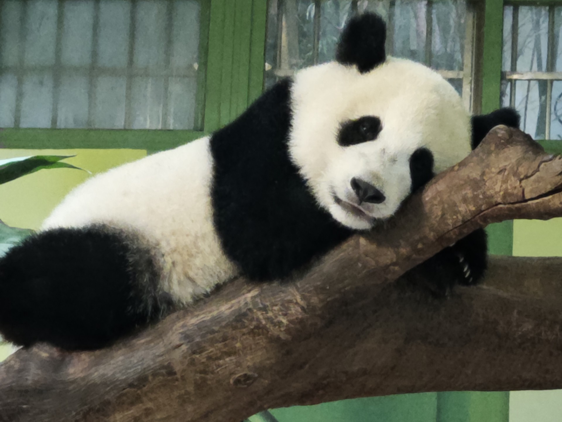 萌萌拿竹叶惊醒妹猪，换个姿势继续睡。妹猪挠痒+萌萌吃播