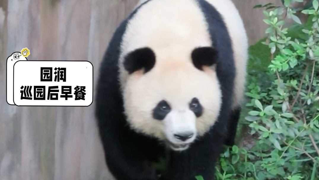 8.31园润一早先巡园一周，再去吃竹筒果果