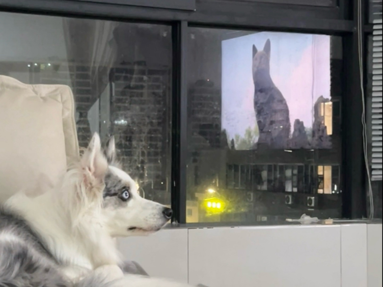 找到一个小狗很喜欢看的电影！