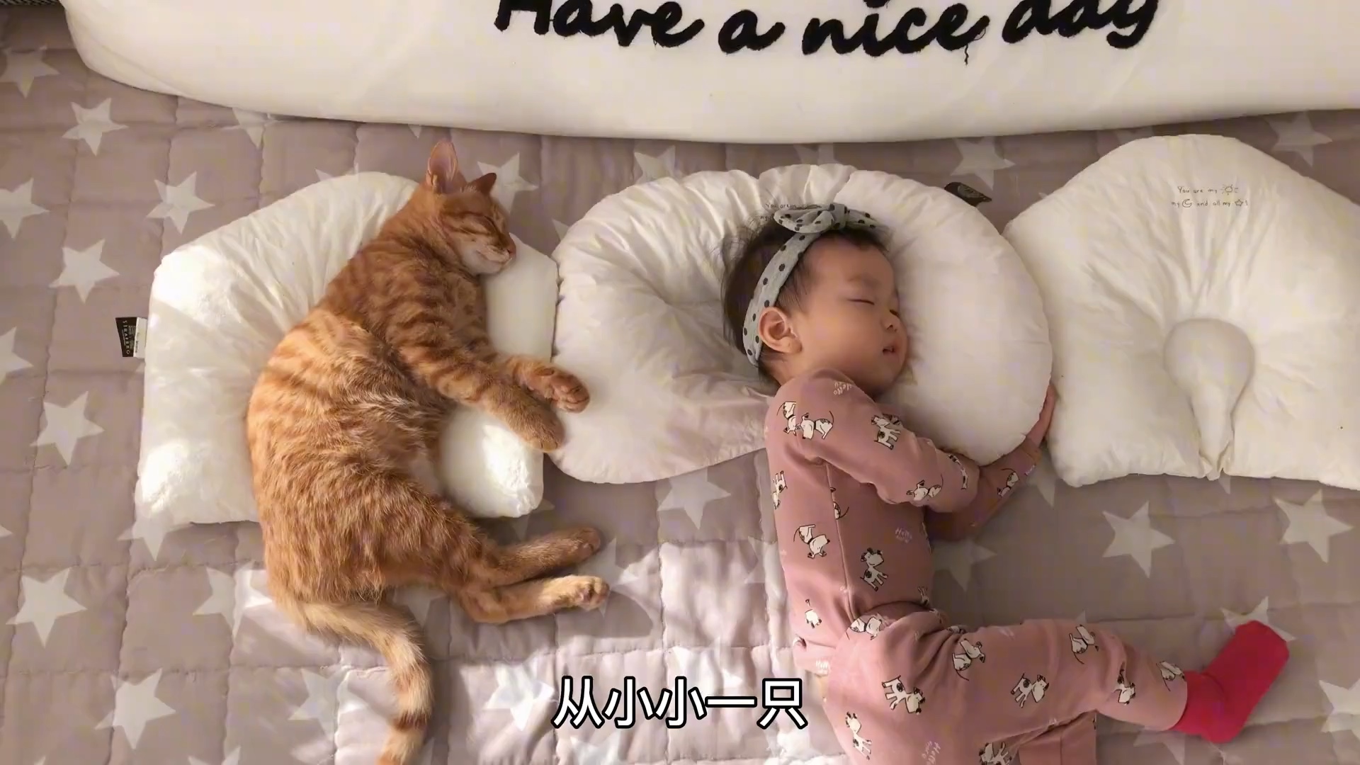 人类幼崽和捡到的橘猫，一起睡着睡着就长大了