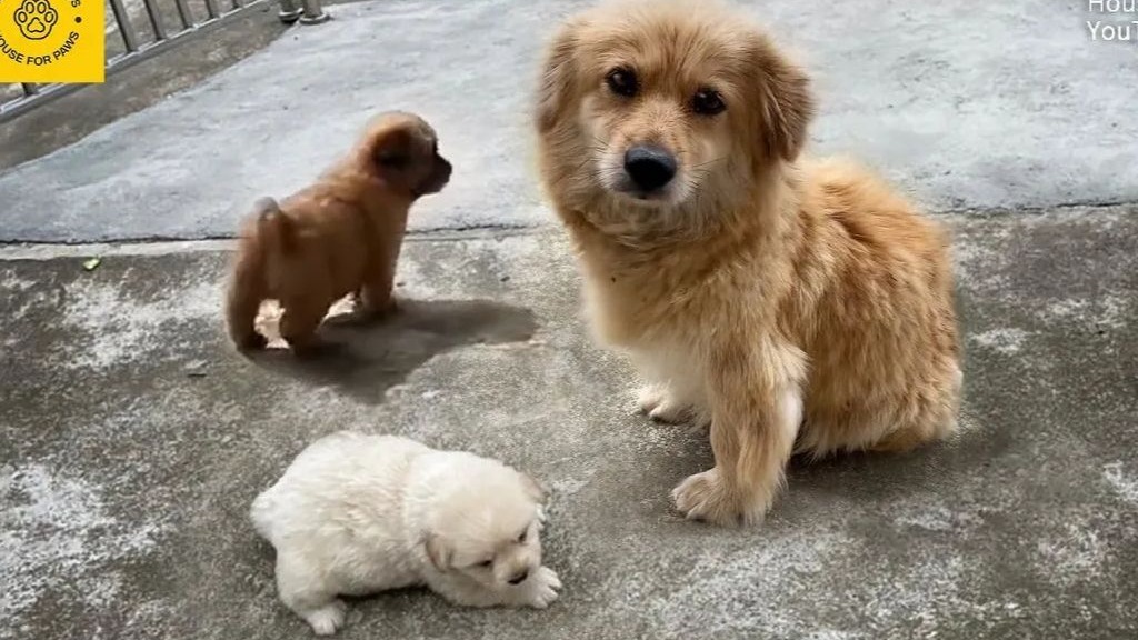 想收养一只小狗，因狗妈太凶无法靠近，没想到不久后，它把它的孩子