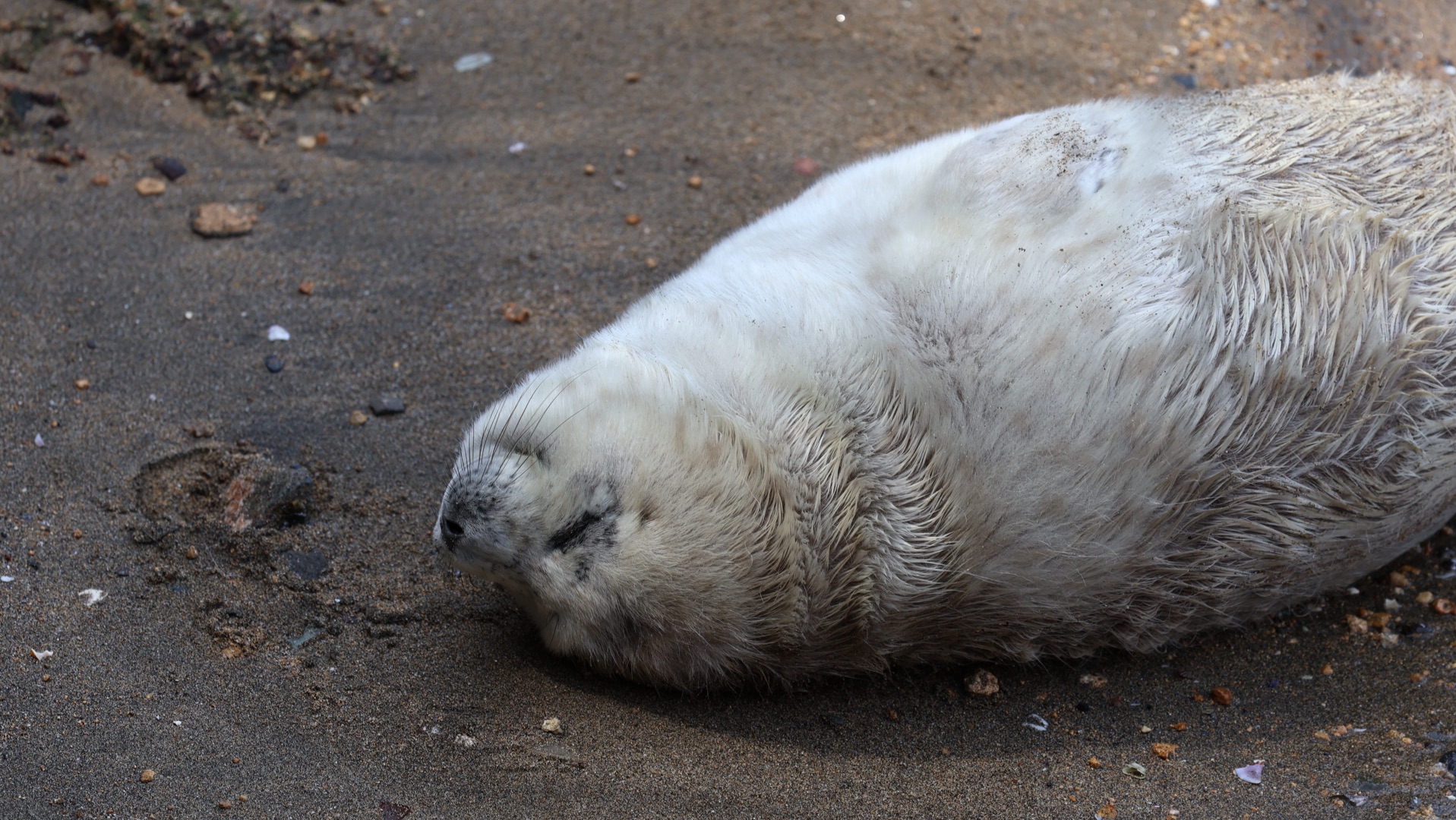 在沙滩上呼呼豹睡的斑海豹宝宝们