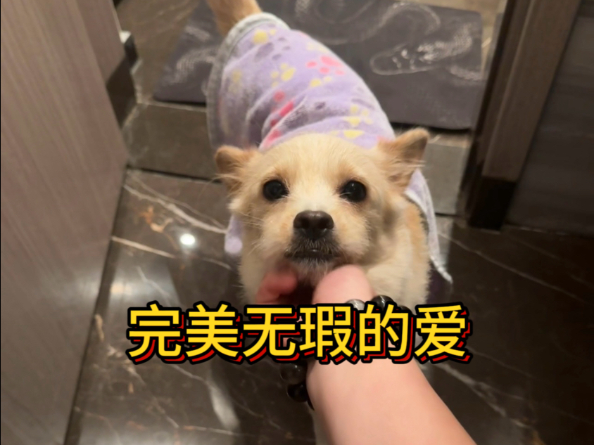 又是被小狗治愈到哭的一天！