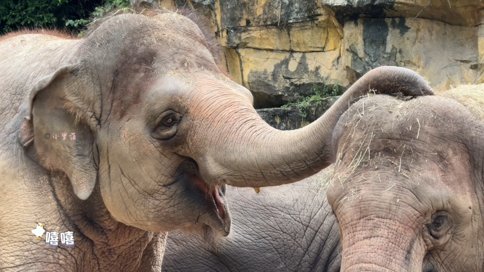 叮！您的『妮了么外卖』和『风了么外卖』已送达～