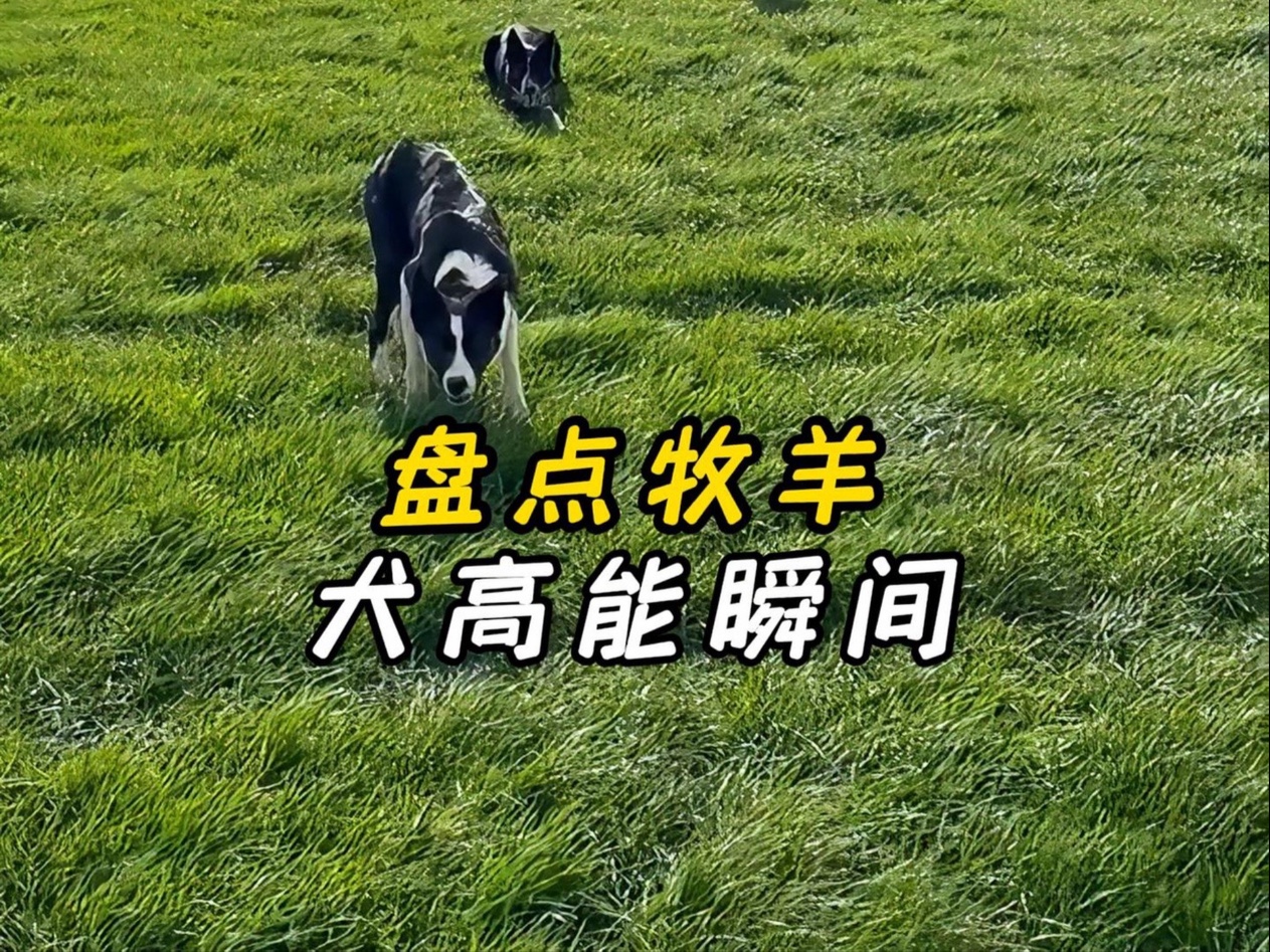 盘点那些高燃的牧羊犬名场面！！