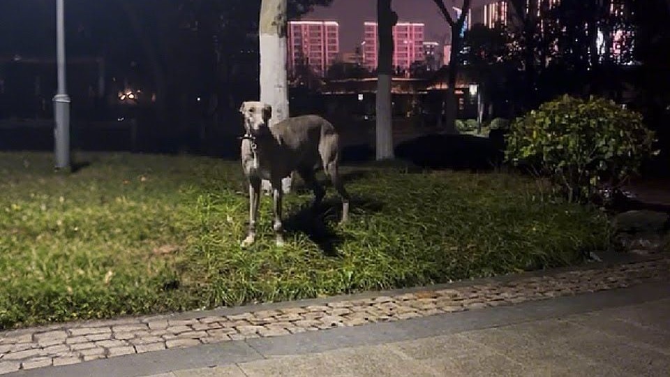 四个月了，没人带你回家！你愿意跟我一起回家吗？