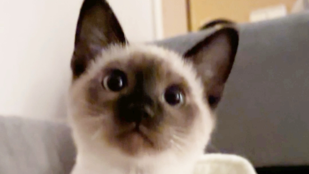 猫儿这个豹豹