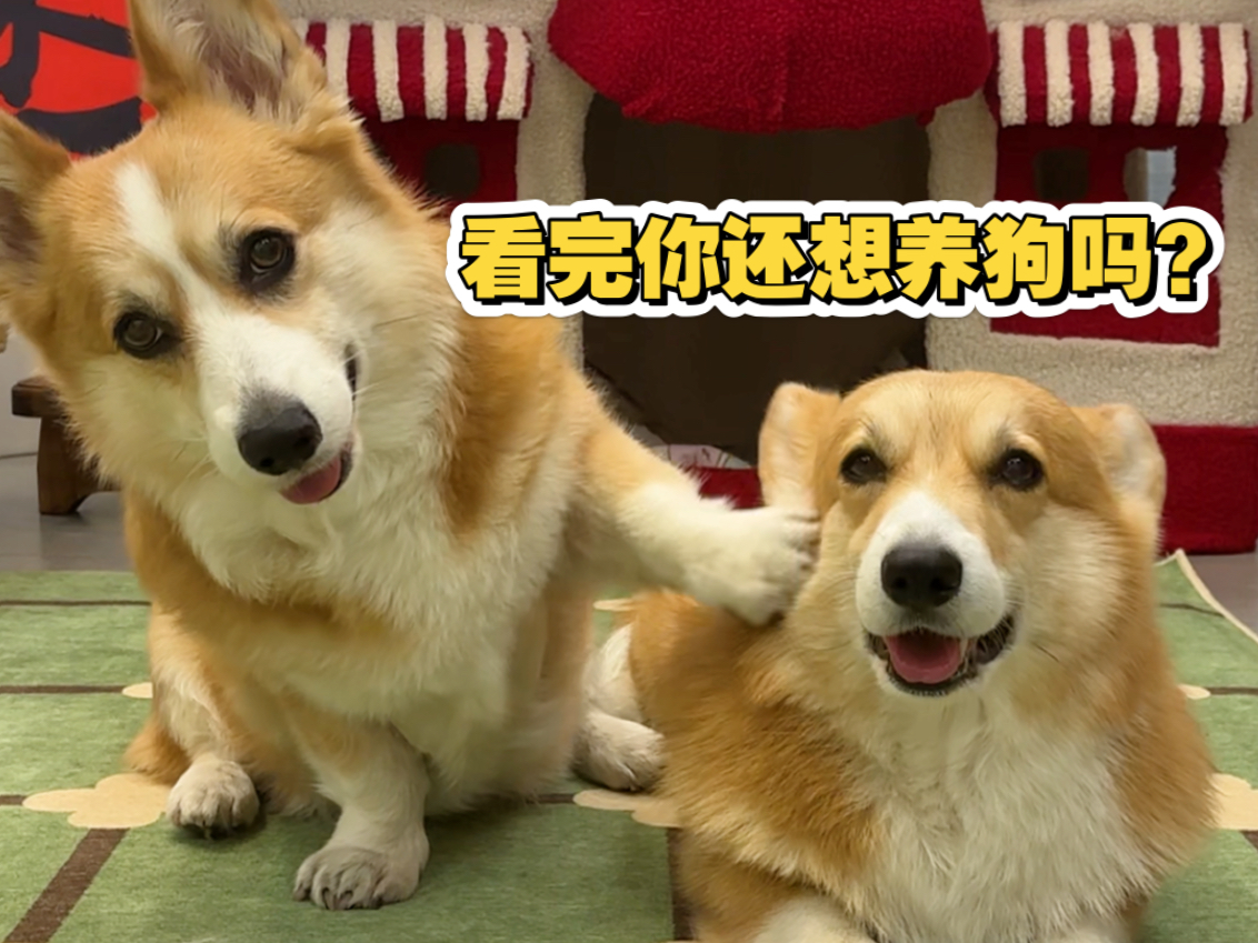 沉浸式第一视角体验养狗人的6小时！