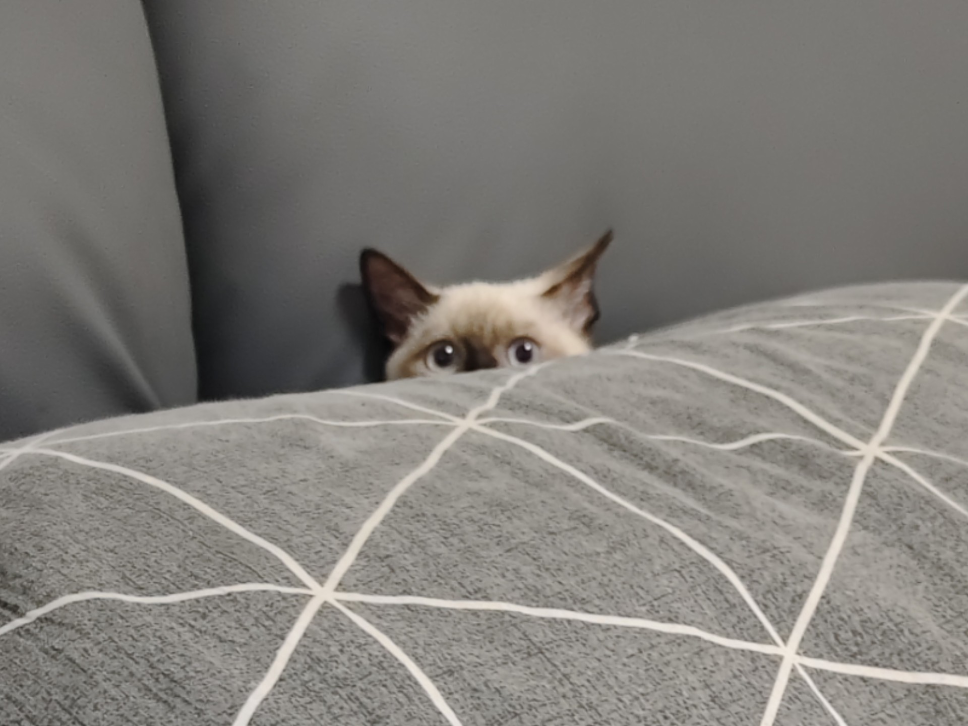 老大你真的是人类吗？！！！