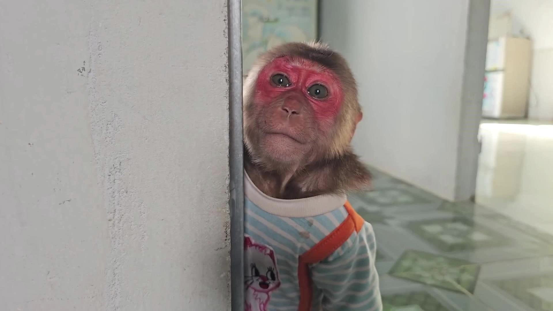 妈妈生病了，淘气苏自食其力，捉了田螺换饼干