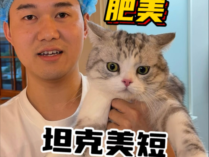 成都上门洗猫 今天洗一只肥美可爱的大卡车美短！