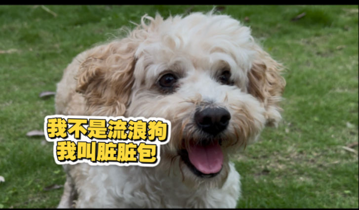 我不是流浪狗，我叫脏脏包