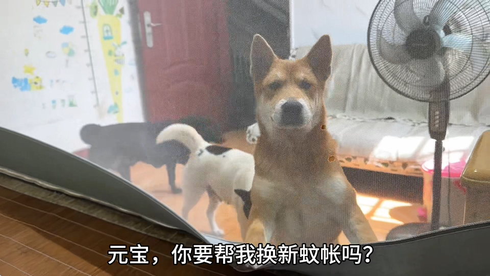 狗子想帮我换新蚊帐
