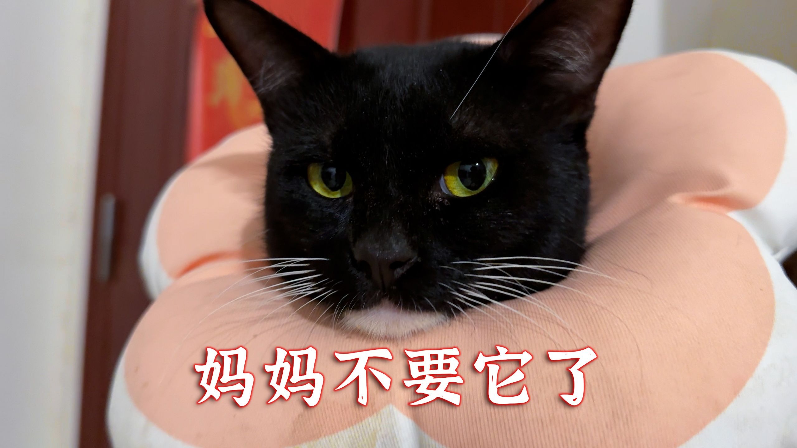 绝育后，妈妈不认它了，这是为啥
