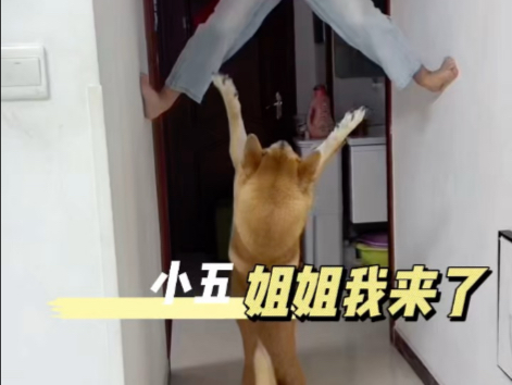 本想让小五找姐姐玩，谁知道小五以为姐姐下不来急的自己站起来