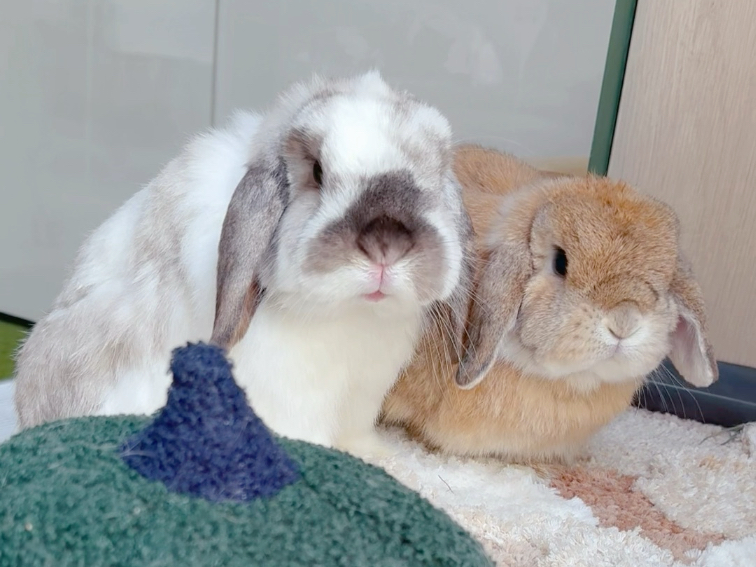 人！你把我们的草条藏在哪里了？