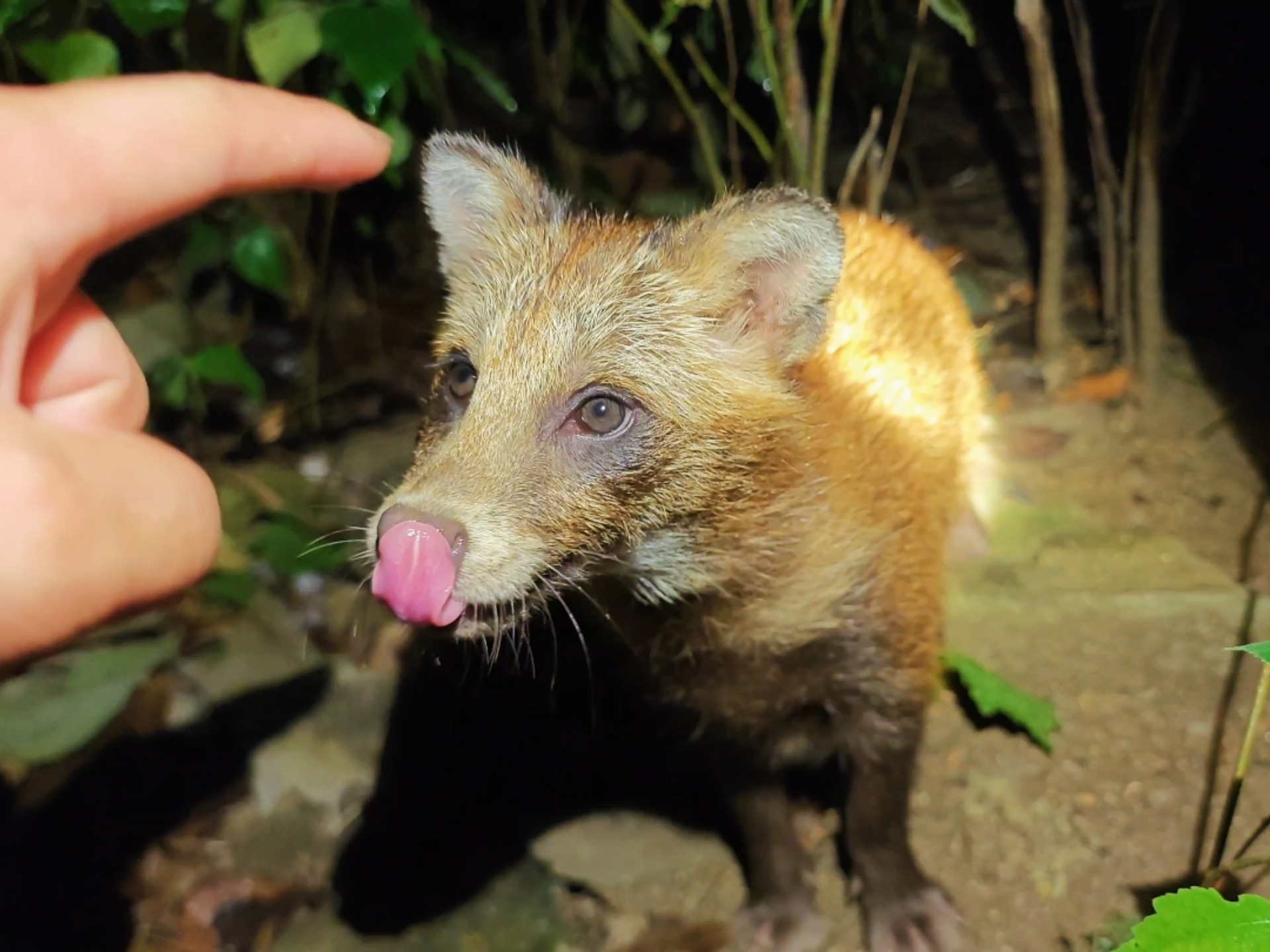 小貉子第一次在野外经历大风大雨，去看看它们怎么样了！
