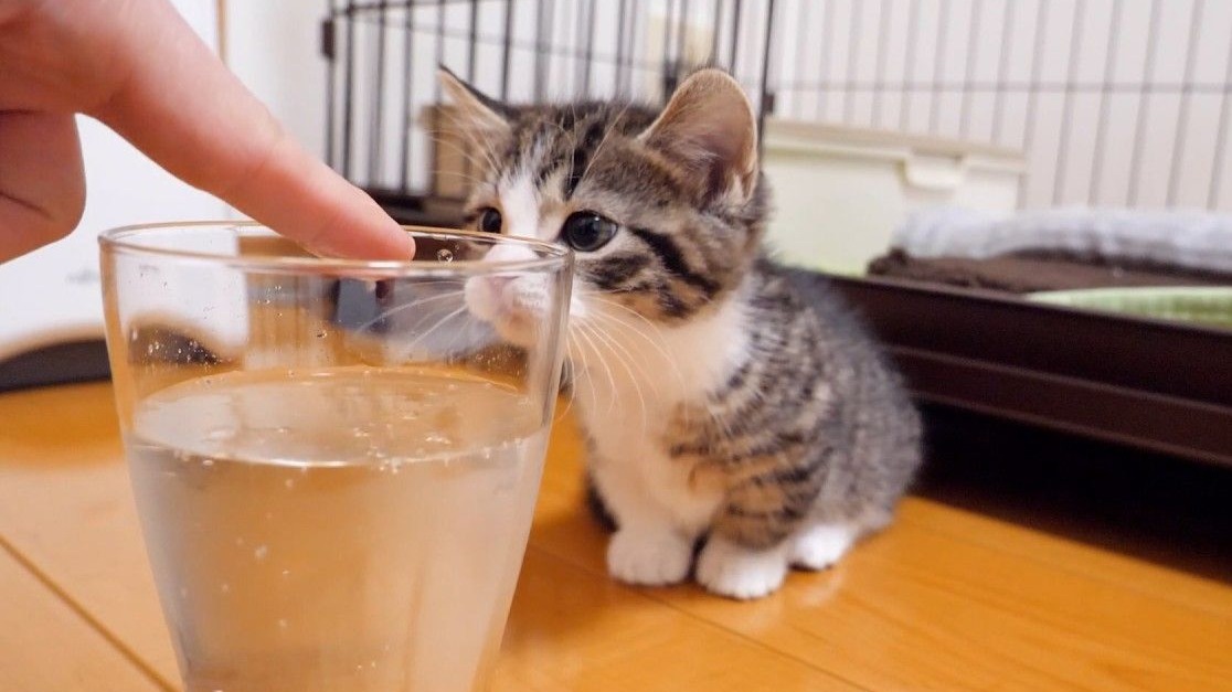 可爱的小猫第一次好奇地看着苏打水