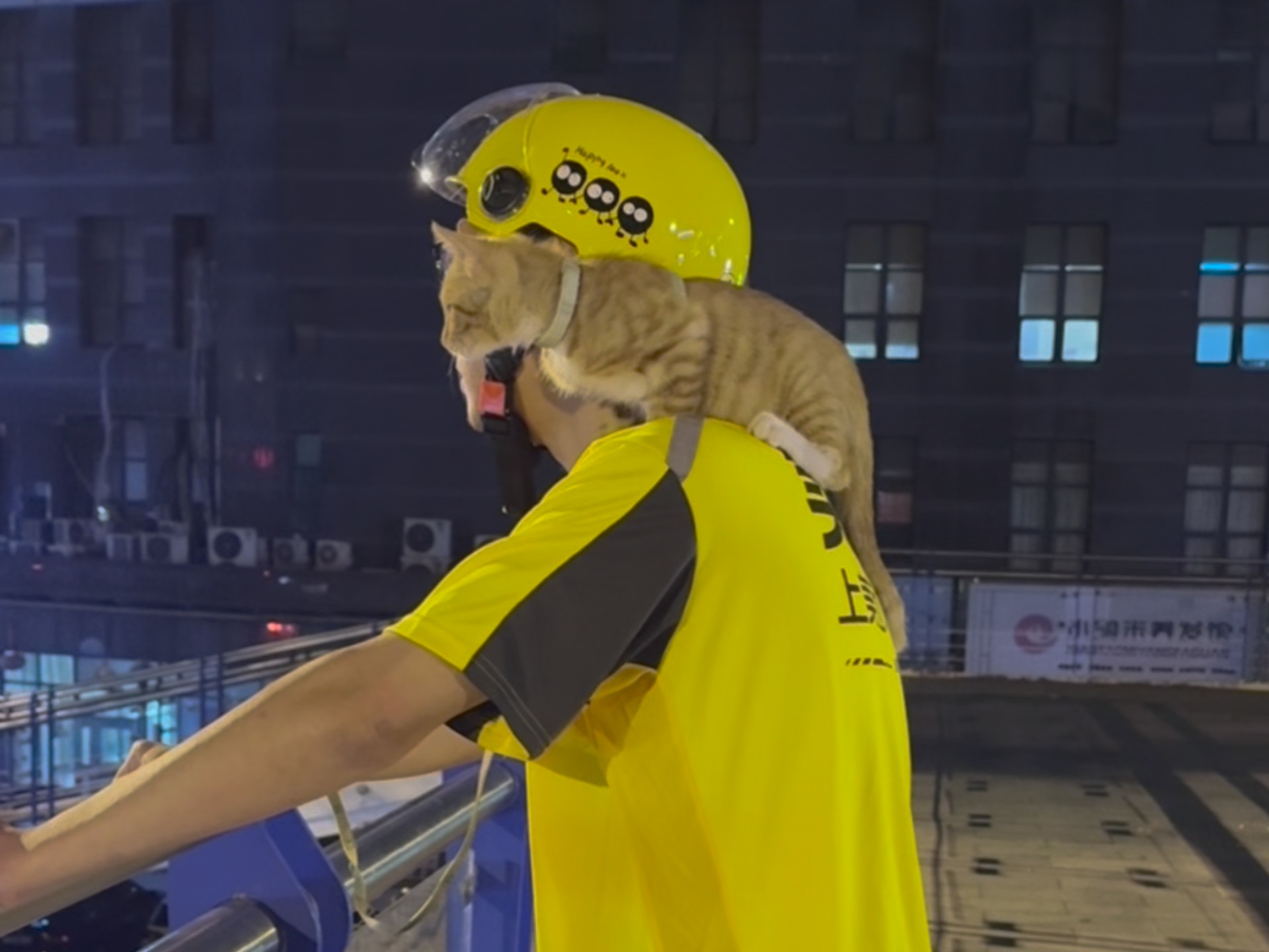一位欠债失恋的外卖小哥与一只流浪猫的故事！
