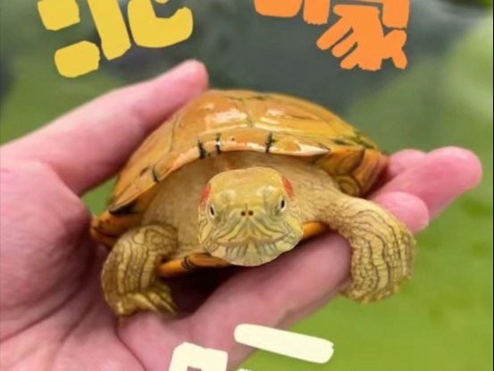可爱捏～我的小龟龟～