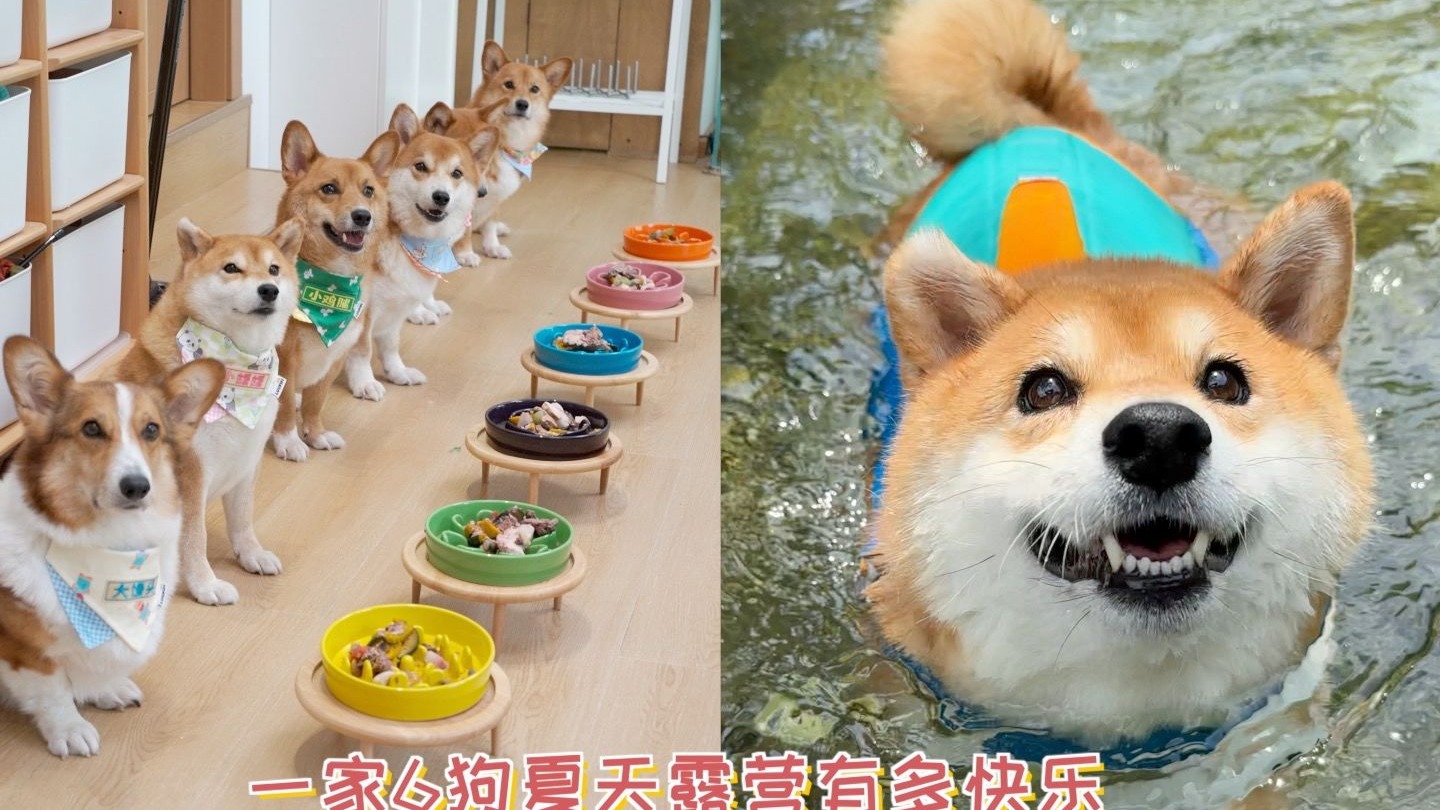 一家6狗夏天露营有多快乐？小狗游泳的一天