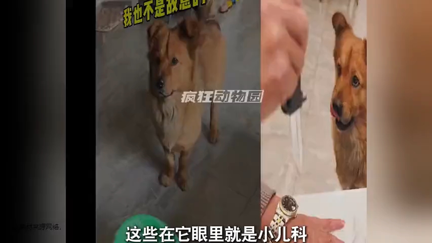 全网心机最深的狗，却又极具爱国主义情怀的田园犬