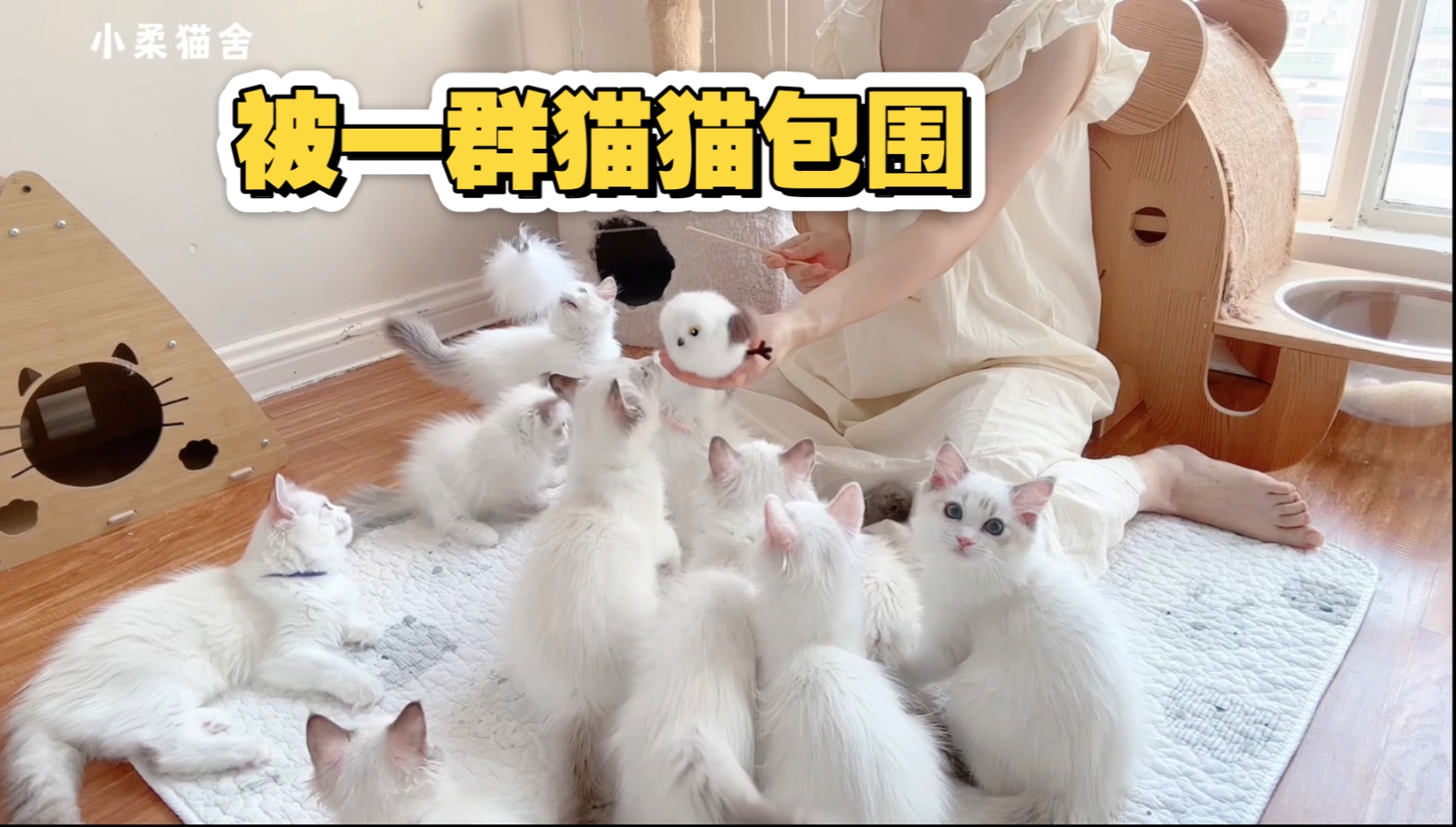 布偶猫舍Vlog313当繁育人被猫猫围绕的日常