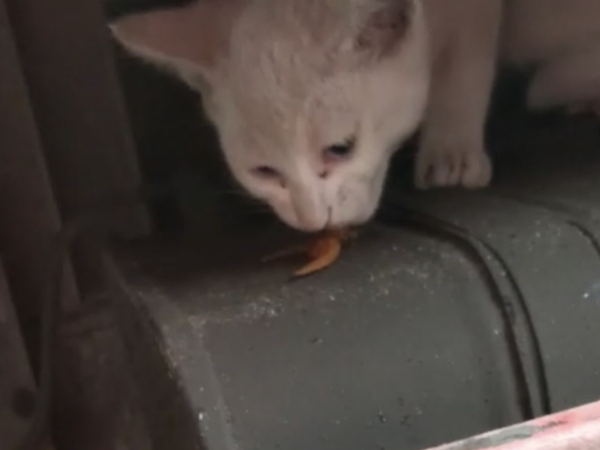 刚捡到猫如何建立信任