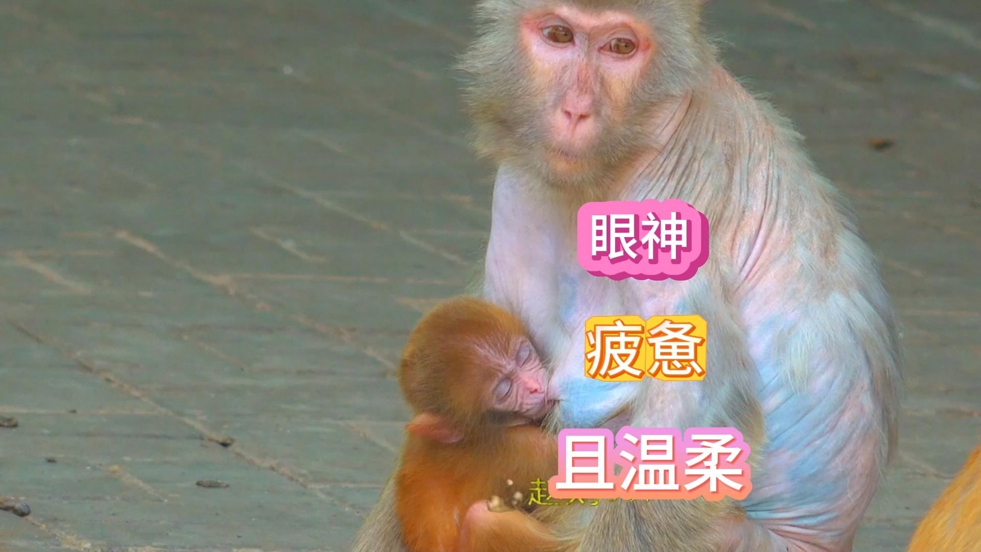 猴宝宝在温热的怀抱，带着奶香美美地进入梦乡，猴妈强忍困意守护