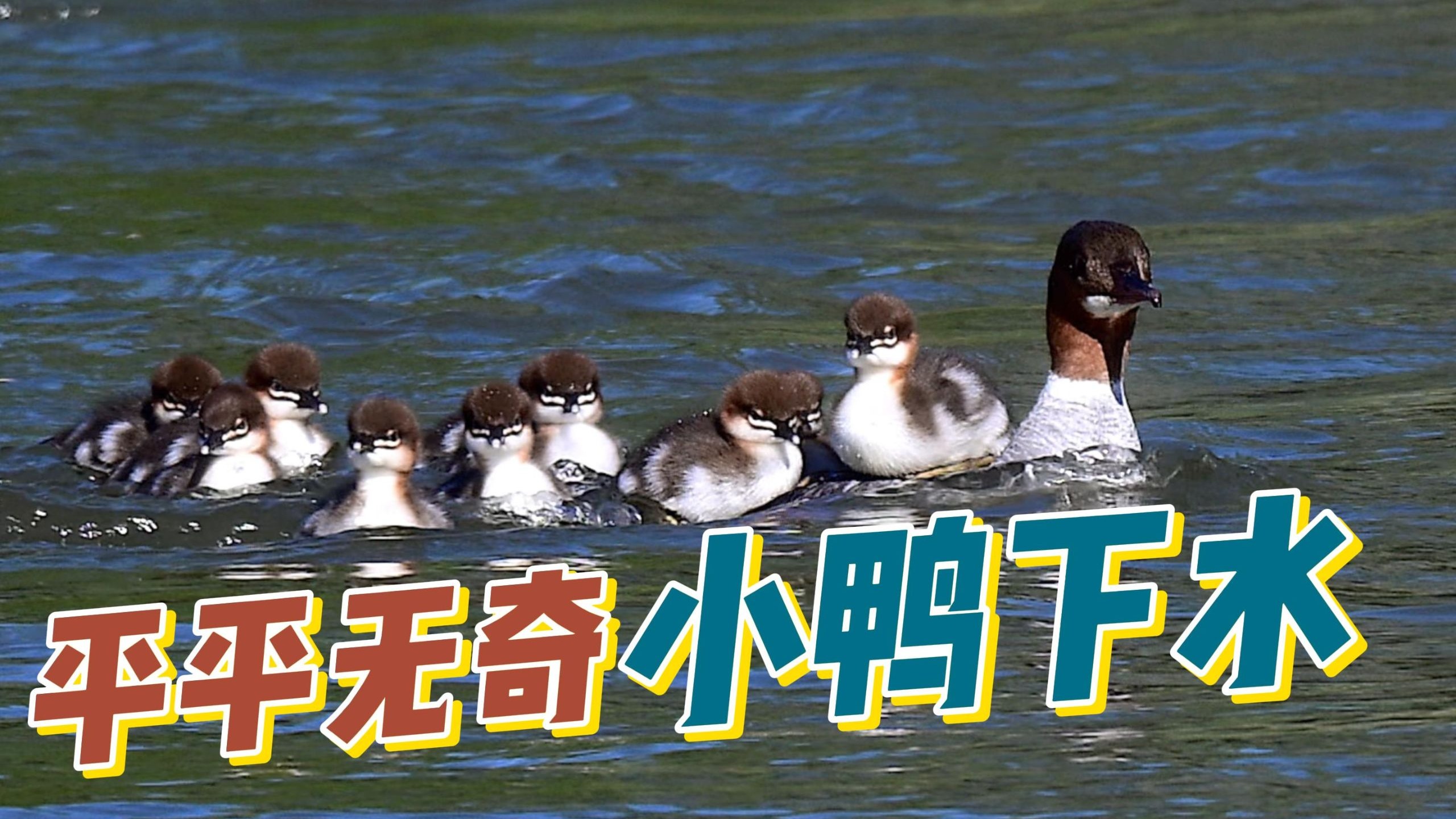 可爱的小鸭下水罢了，算了你肯定觉得没意思
