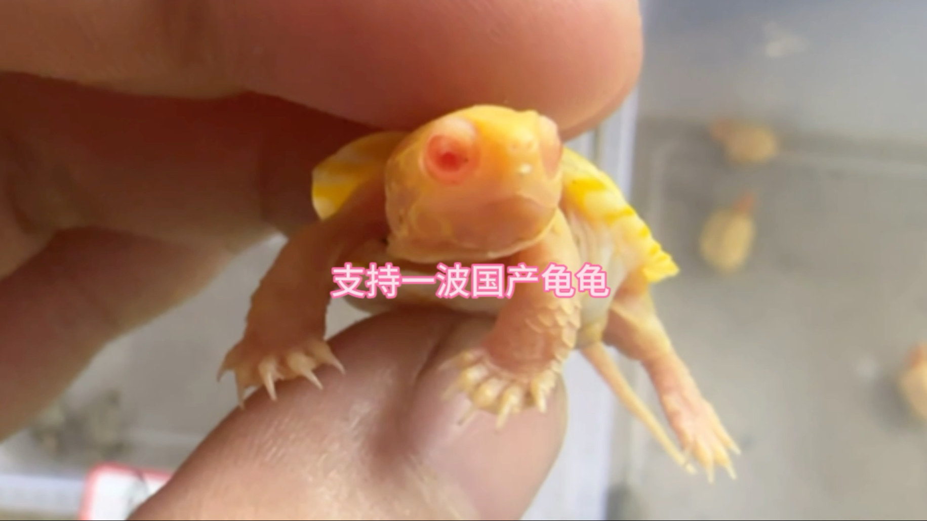 国产龟龟又滞销了，果断支持一波，国产龟的颜值也是很高的。