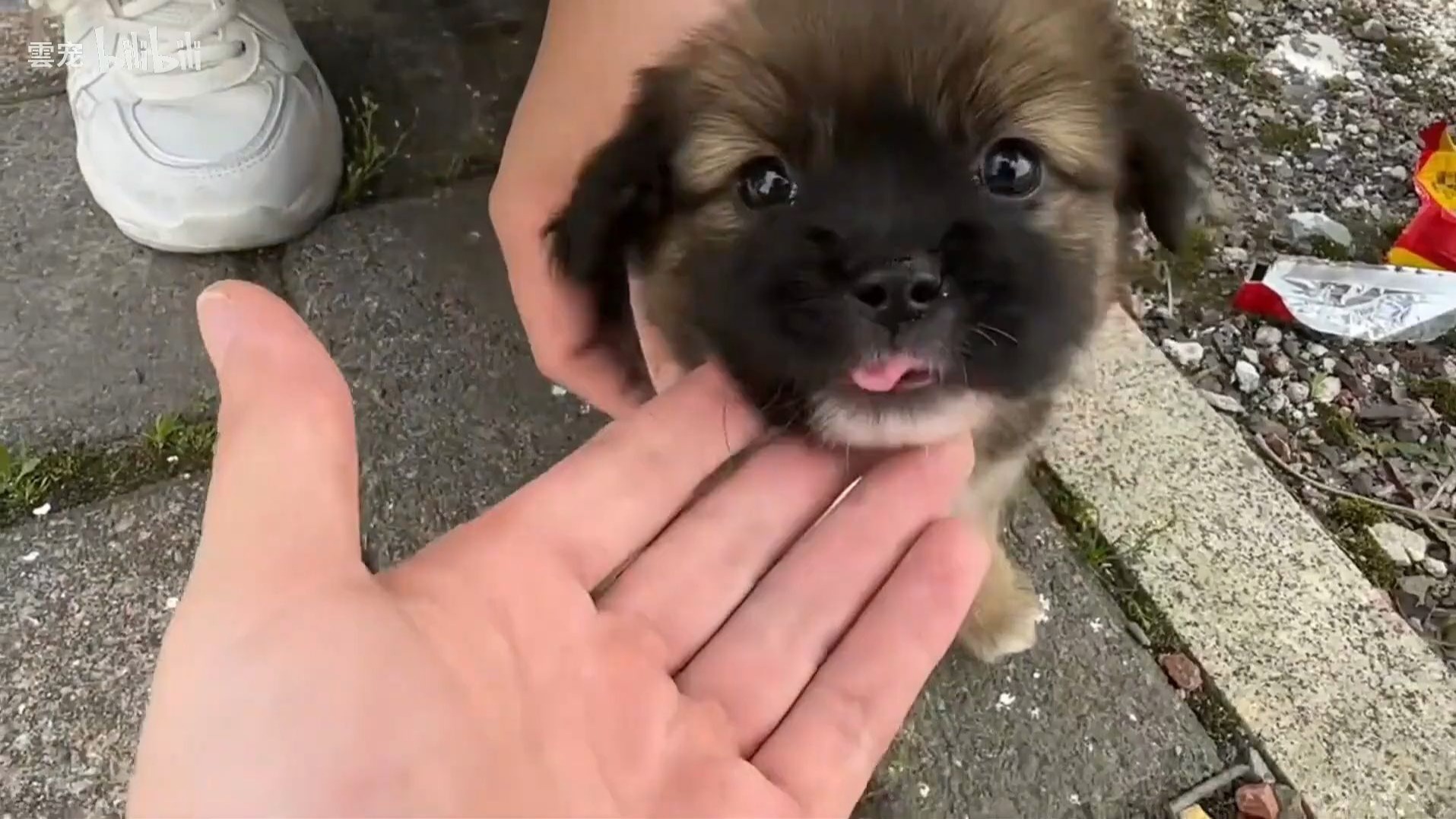 一只小狗被发现躲在车底，既害怕又孤单。但它一叫，它就径直跑向