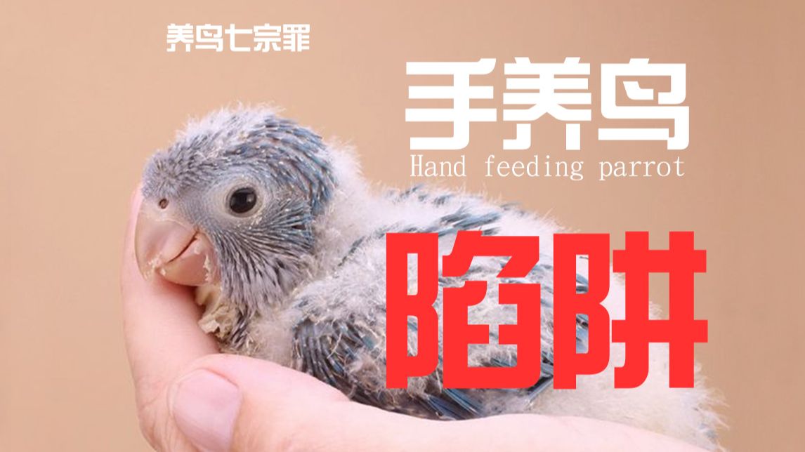 【养鸟七宗罪】| 手养鸟的陷阱，手养就一定好吗？