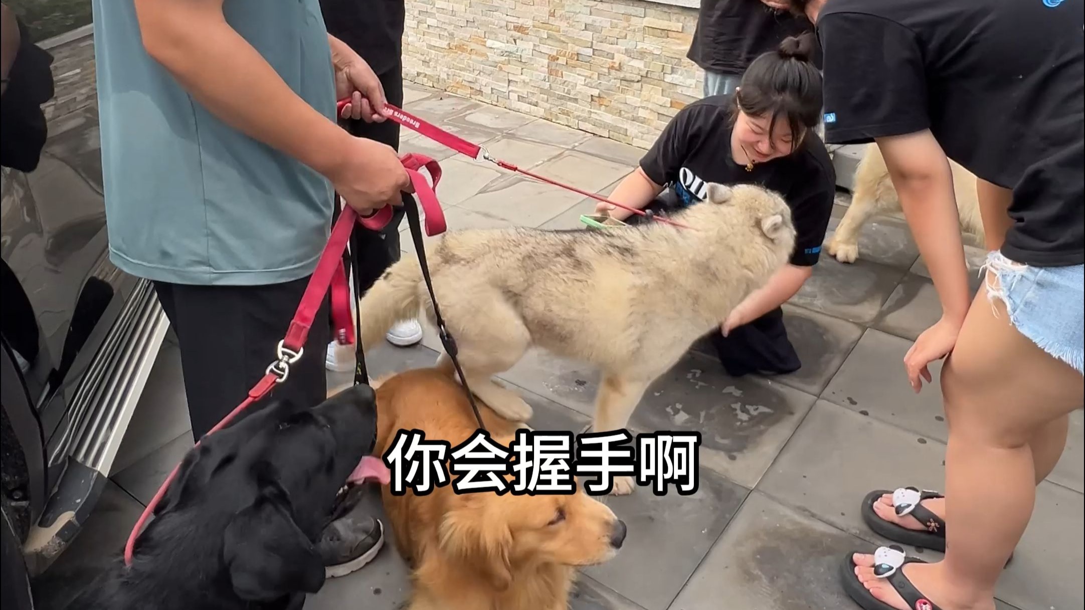 当我带4只大狗误闯小姐姐们的写生场地