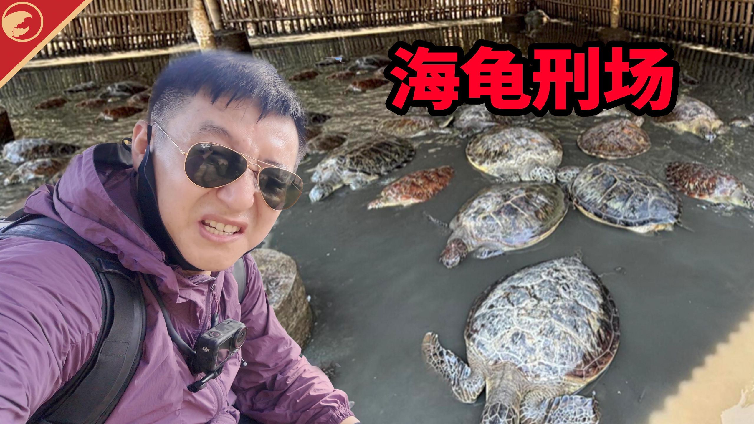 全球骂过还不改？虐待海龟的基地，为了钱根本不管海龟死活