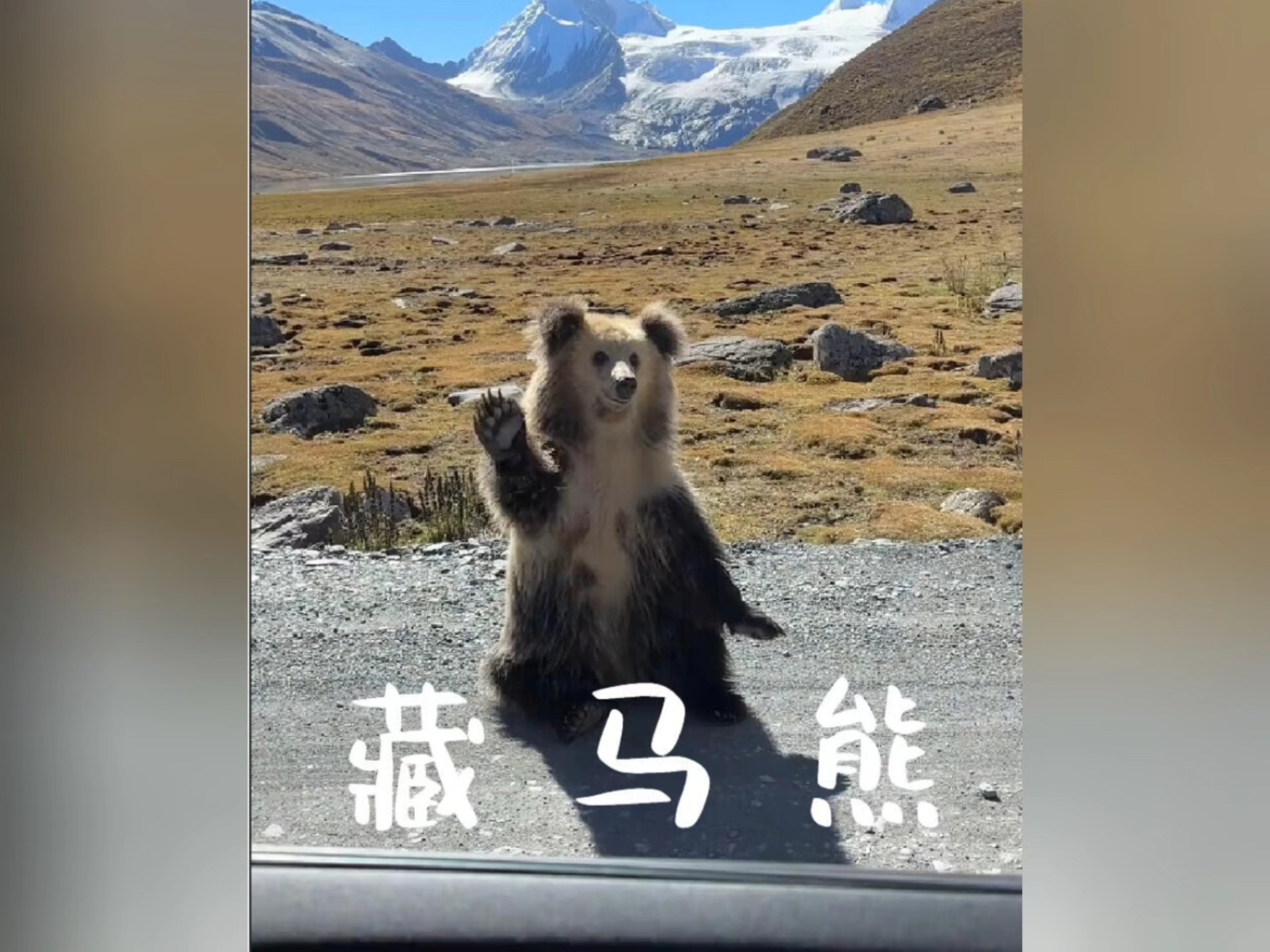 在西藏看到这种远远向你招手的人类，千万不要靠近，很可能就是伪